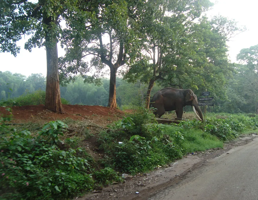The fence the elephants broke down, seen the next
morning