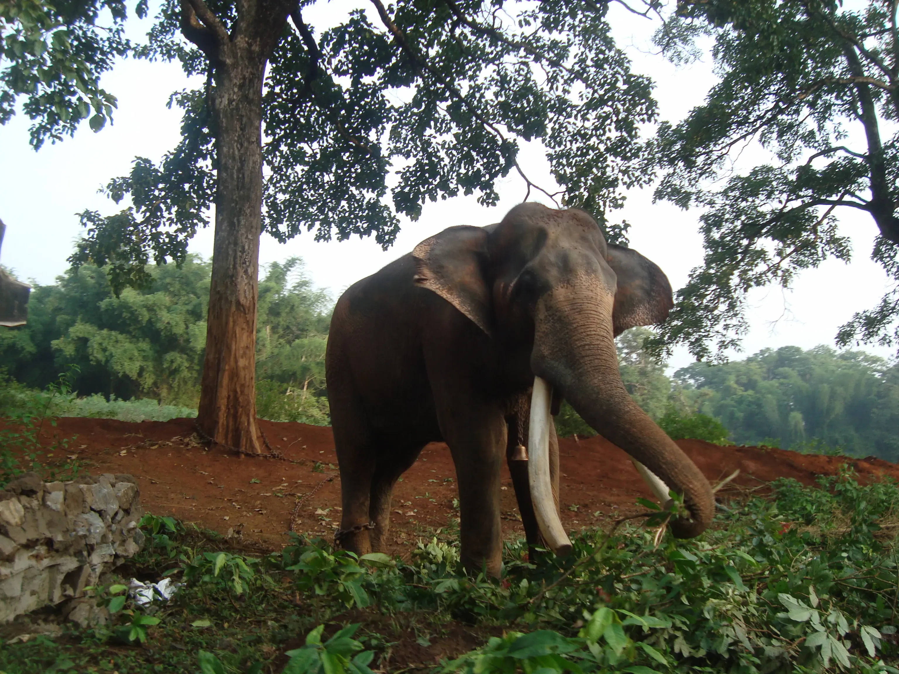 The fence the elephants broke down, seen
the next morning